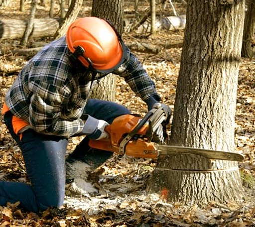 Tree Removal in Winifrede, WV